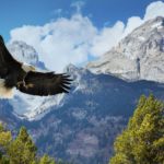 Albania_aquila