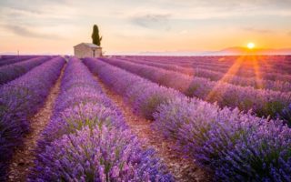 campi di lavanda